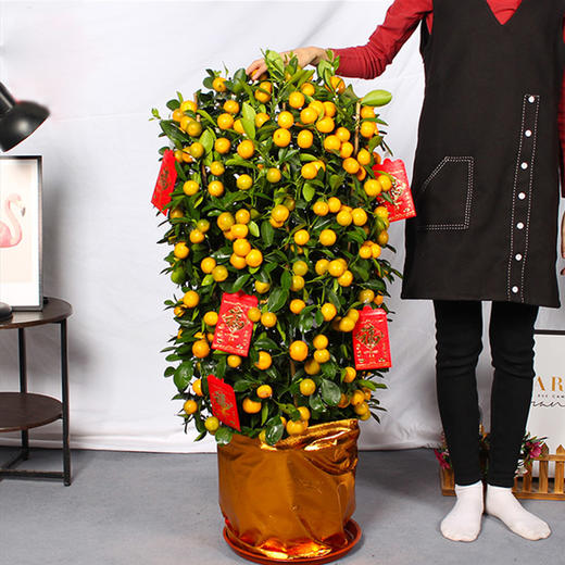 年桔盆栽-春节客厅果树带果四季观果植物年宵花卉公司大厅摆放送礼乔迁 商品图5