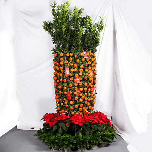 年桔盆栽-春节客厅果树带果四季观果植物年宵花卉公司大厅摆放送礼乔迁 商品图3