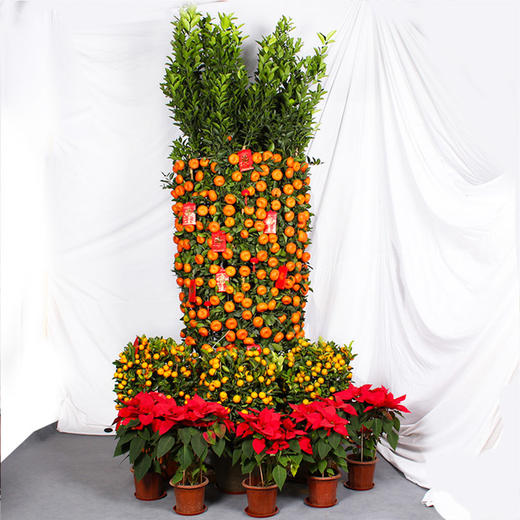 年桔盆栽-春节客厅果树带果四季观果植物年宵花卉公司大厅摆放送礼乔迁 商品图1