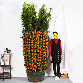 年桔盆栽-春节客厅果树带果四季观果植物年宵花卉公司大厅摆放送礼乔迁