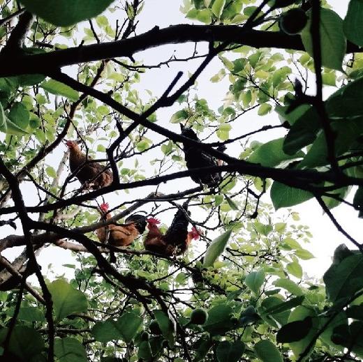 生态高原放牧鸡蛋（新鲜鸡蛋，长途运输可能会造成散黄，不在赔付范围） | 合作生产*Eco- egg | Coproduction 商品图5