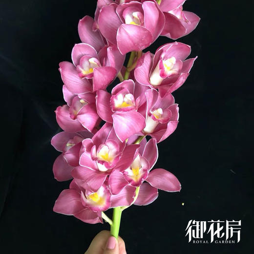 大花蕙兰 · 年宵花单品 商品图2