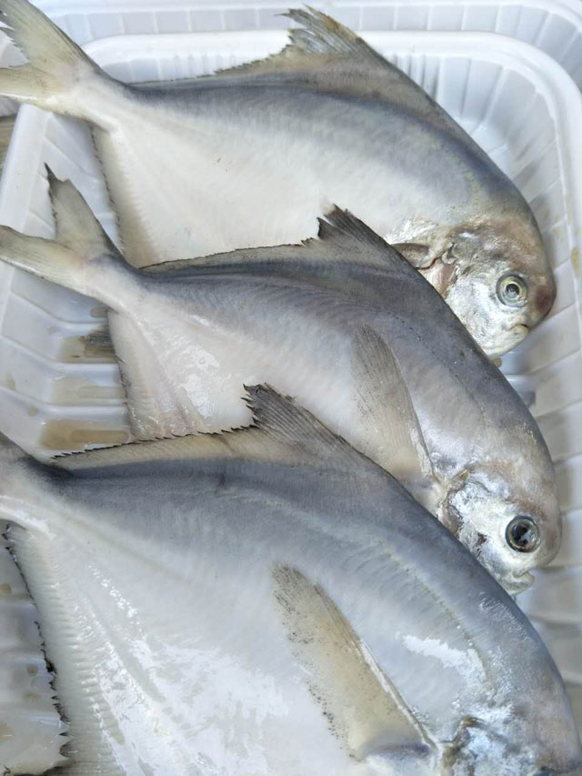 大白鲳鱼又叫银鲳鱼纯野生1斤3条新鲜捕捞杀好急冻