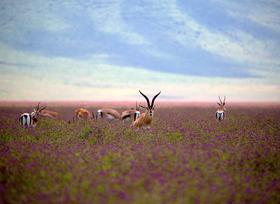 坦桑尼亚 “花与大力士“ 4-5月神话花海特别版