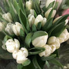 徽上云花--郁金香·白色 商品缩略图0