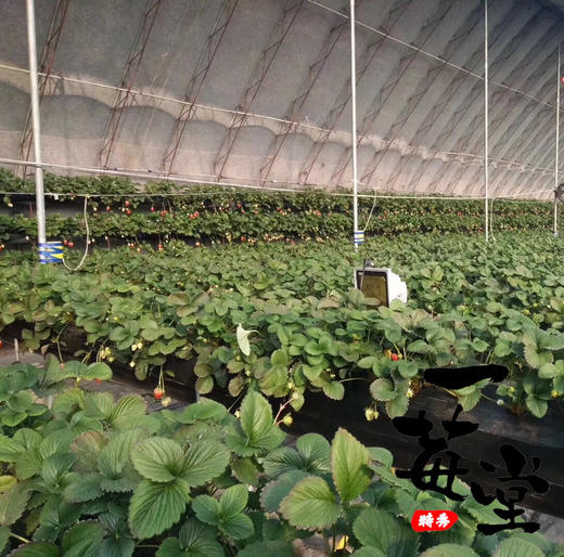 第7年＃有机基地丹东红颜久久，国内仅有的出口有机种植基地，新加坡同步上架，色泽艳丽，口感清甜，草莓味浓郁，优秀的草莓 商品图8
