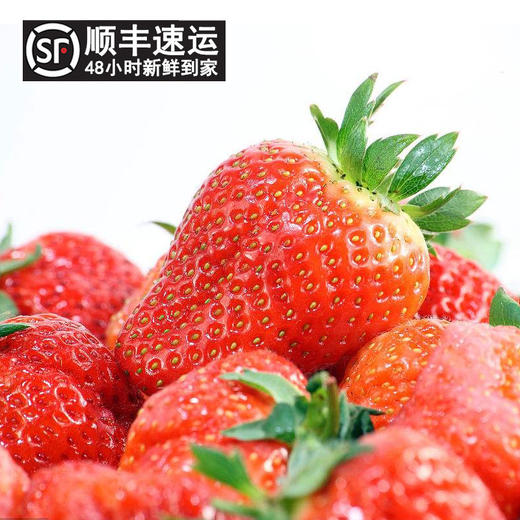 辽宁丹东红颜草莓 特级大果2.5斤 商品图1