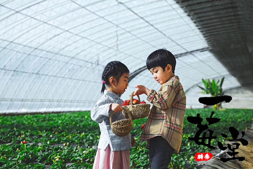 第7年＃有机基地丹东红颜久久，国内仅有的出口有机种植基地，新加坡同步上架，色泽艳丽，口感清甜，草莓味浓郁，优秀的草莓 商品图6