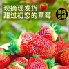 辽宁丹东红颜草莓 特级大果2.5斤 商品缩略图2