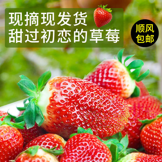辽宁丹东红颜草莓 特级大果2.5斤 商品图2