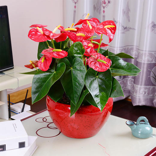 红掌绿植盆栽高约1米中型盆栽贺新居乔迁之喜开业开张家居送货上门