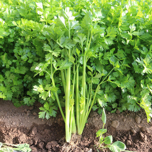每日现摘农家香芹茎杆细嫩清脆爽口茎叶都可食用芹菜1斤