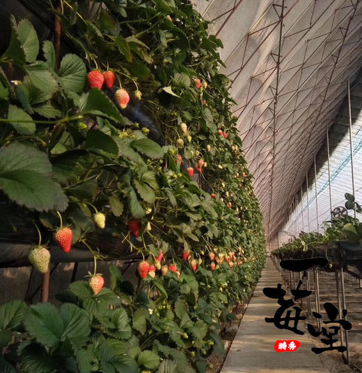 第7年＃有机基地丹东红颜久久，国内仅有的出口有机种植基地，新加坡同步上架，色泽艳丽，口感清甜，草莓味浓郁，优秀的草莓 商品图7