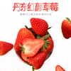 辽宁丹东红颜草莓 特级大果2.5斤 商品缩略图0