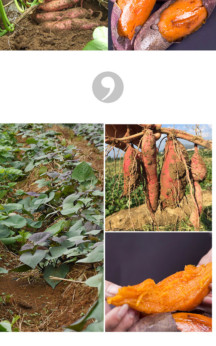 韶关人参红薯稀有优质品种好环境种出好番薯甜蜜十足惊艳无比