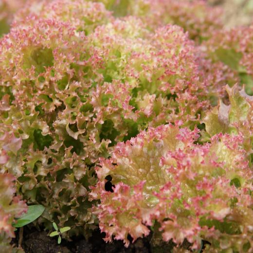 生态罗莎生菜 | 绿家自产*ecological rosa lettuce | Self-production 商品图1