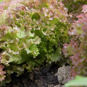 生态罗莎生菜 | 绿家自产*ecological rosa lettuce | Self-production
