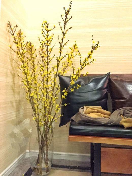 荷兰进口花材寸寸金串串金连翘热卖 商品图6