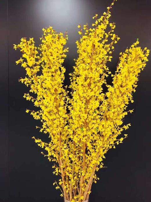 荷兰进口花材寸寸金串串金连翘热卖 商品图7