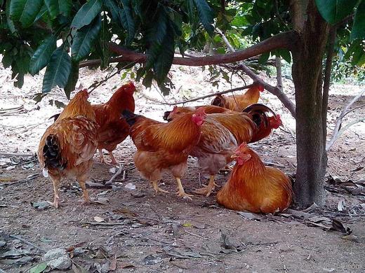 603农场自养阉鸡1只 毛重6.5斤，默认宰杀 商品图1