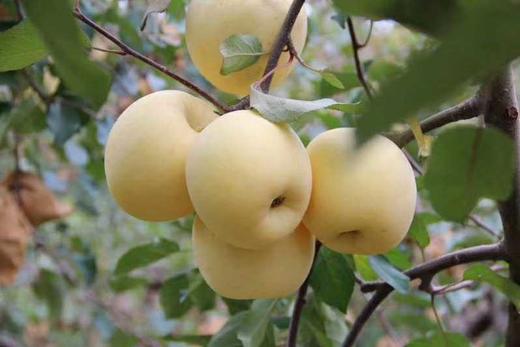 3.5kg国产白苹果 新品种白苹果 黄苹果礼盒 商品图1