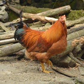 603农场自养阉鸡1只 毛重6.5斤，默认宰杀