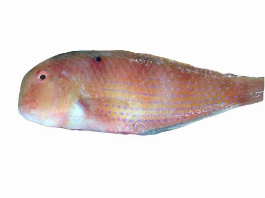 大赤壳鹦哥鱼冰鲜