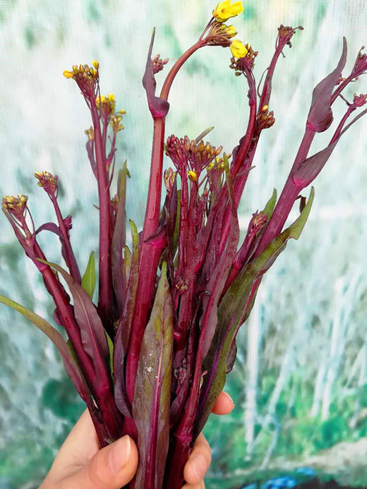 红菜心（400g）红菜心略带苦味儿哦！营养均衡，吃五颜六色的菜 商品图2