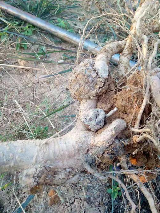 农科院升级版K84桃树樱桃杏李欧李苹果梨树月季等作物根瘤病预防生防菌剂 商品图3