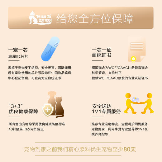 孟加拉豹猫母 商品图4