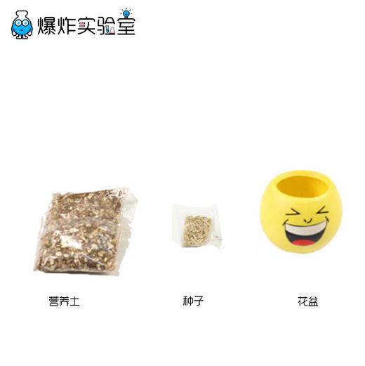 快乐小盆栽 商品图4