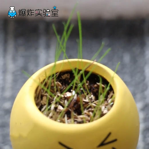 快乐小盆栽 商品图2