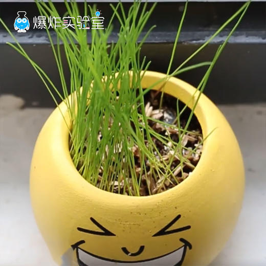 快乐小盆栽 商品图1