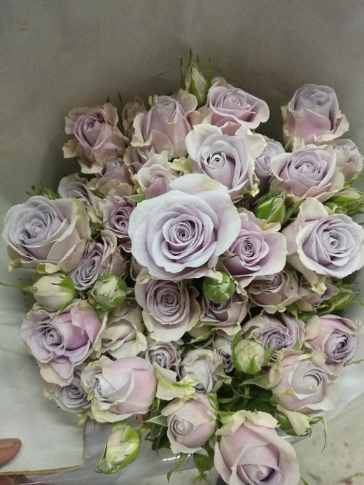 进口花材银色幻影多头玫瑰5支