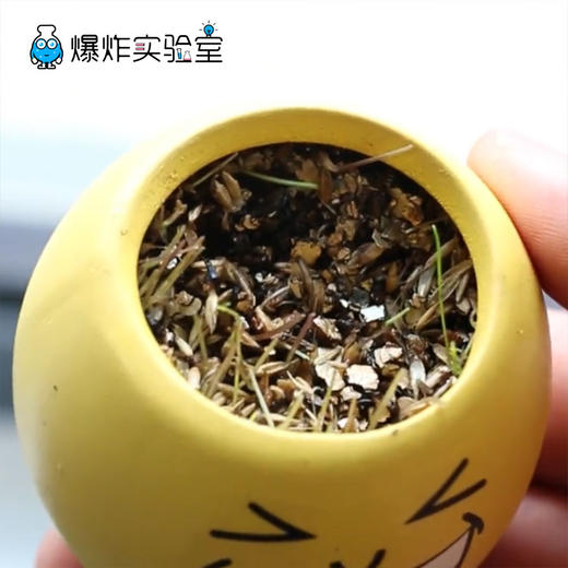 快乐小盆栽 商品图3