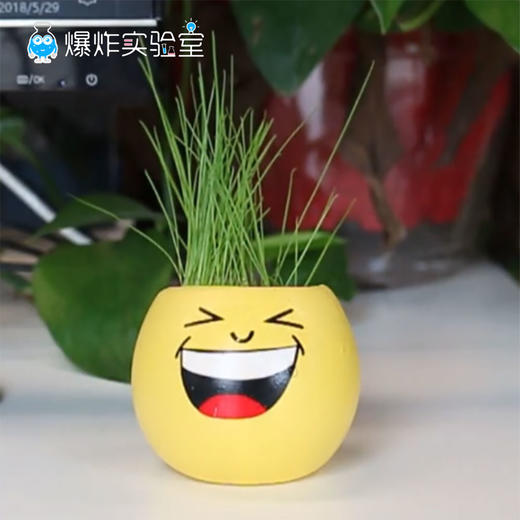 快乐小盆栽 商品图0