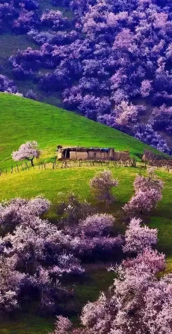 这是自中世纪便遗留下来的绝美之境 也是新疆甚至全世界最大最集中的