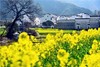 皖南油菜花季丨 三清山（入住“山上最好酒店”女神宾馆）、“云上油菜花”石潭、查平坦、江岭、庆源6天摄影团 商品缩略图9