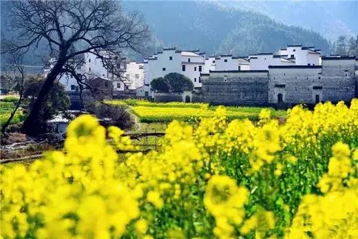 皖南油菜花季丨 三清山（入住“山上最好酒店”女神宾馆）、“云上油菜花”石潭、查平坦、江岭、庆源6天摄影团 商品图9
