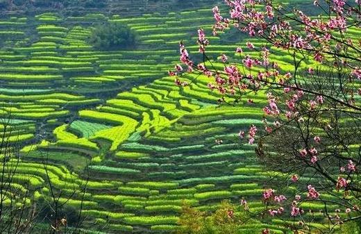 皖南油菜花季丨 三清山（入住“山上最好酒店”女神宾馆）、“云上油菜花”石潭、查平坦、江岭、庆源6天摄影团 商品图8