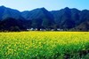 皖南油菜花季丨 三清山（入住“山上最好酒店”女神宾馆）、“云上油菜花”石潭、查平坦、江岭、庆源6天摄影团 商品缩略图0