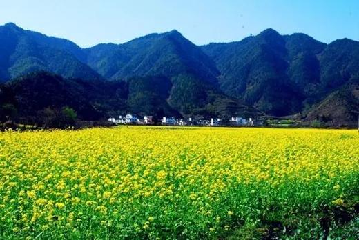 皖南油菜花季丨 三清山（入住“山上最好酒店”女神宾馆）、“云上油菜花”石潭、查平坦、江岭、庆源6天摄影团 商品图0