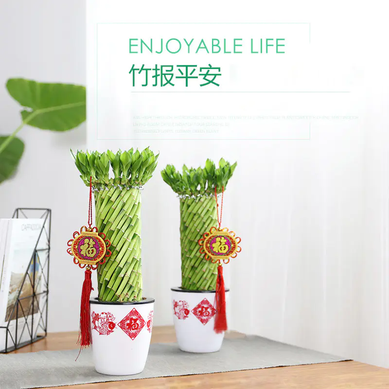 一盆编织富贵竹转运竹开运竹室内植物客厅桌面植物盆栽