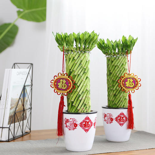 一盆编织富贵竹转运竹开运竹室内植物客厅桌面植物盆栽 绿韵花田鲜花店