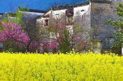 皖南油菜花季丨 三清山（入住“山上最好酒店”女神宾馆）、“云上油菜花”石潭、查平坦、江岭、庆源6天摄影团 商品图1