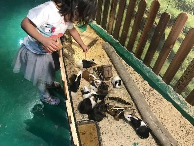 泉城公园1300㎡室内萌宠乐园【29.9元】限抢三天!