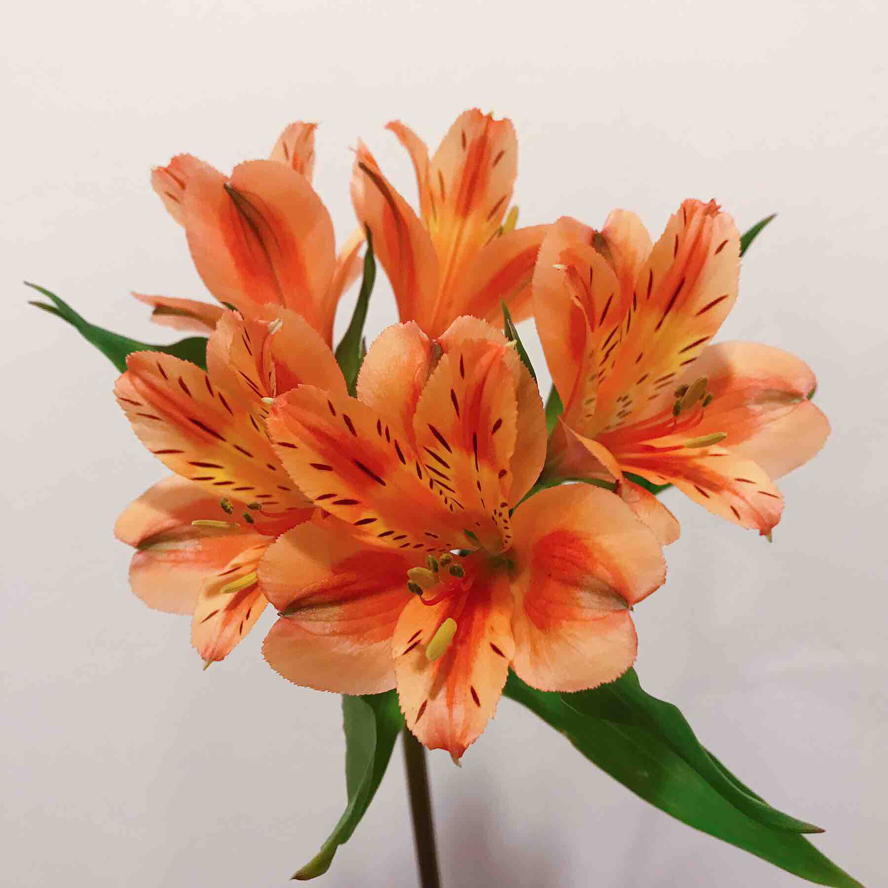 年宵花哥伦比亚六出花束