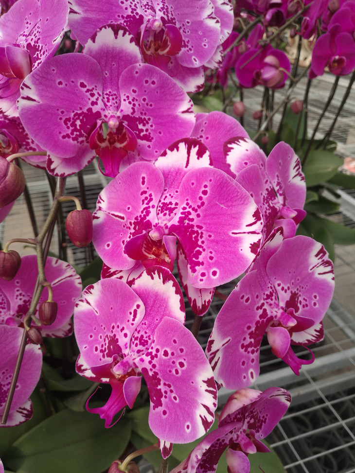 年宵花卉藏宝图蝴蝶兰