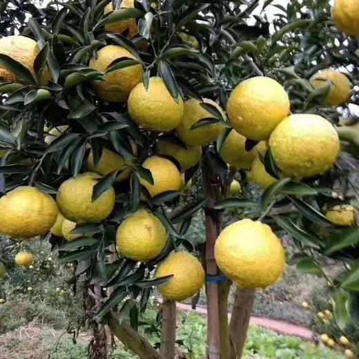 【团购特惠】怀化黄金贡柚，清甜可口，有桔子的香甜和柚子的清爽~，越放越好吃！ 商品图8