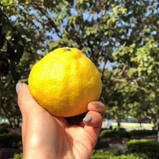 【团购特惠】怀化黄金贡柚，清甜可口，有桔子的香甜和柚子的清爽~，越放越好吃！ 商品图7